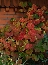 Winorośl japońska (Vitis coignetiae) wczesna jesień